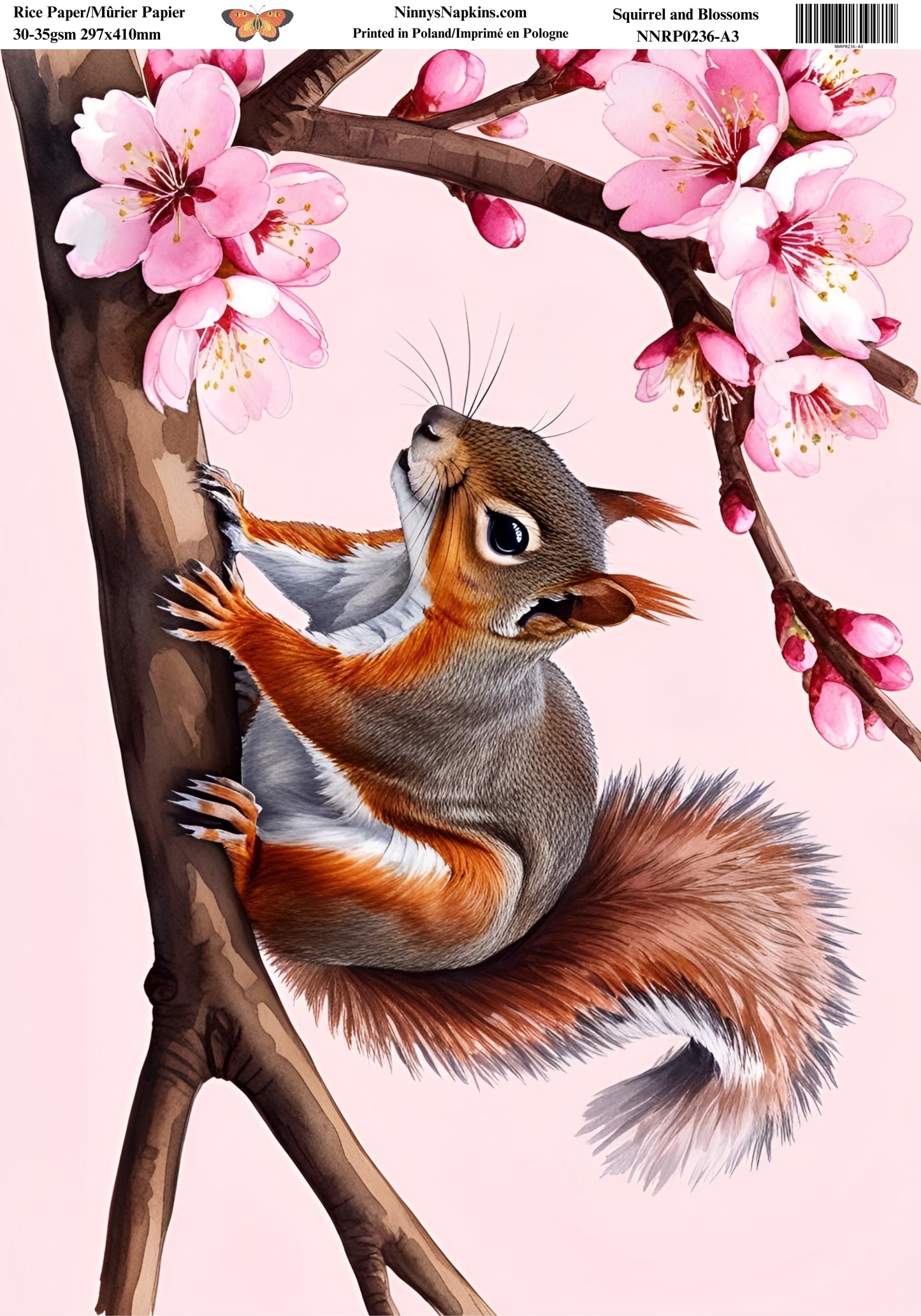 Decoupage Rice Paper - Squirrel & Blossoms