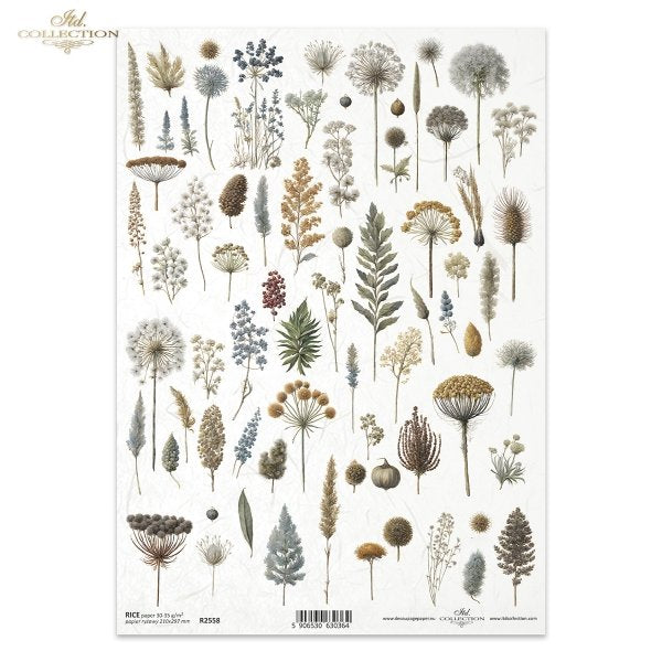 rice paper plant seeds R1397L ITD Collection Botanical Garden in Winter A3 Rice Paper