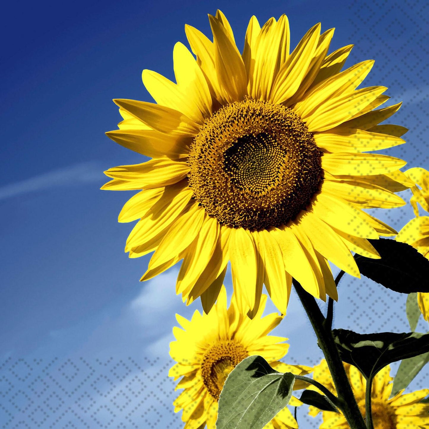 Decoupage Napkin Value Bundle - Sunflowers