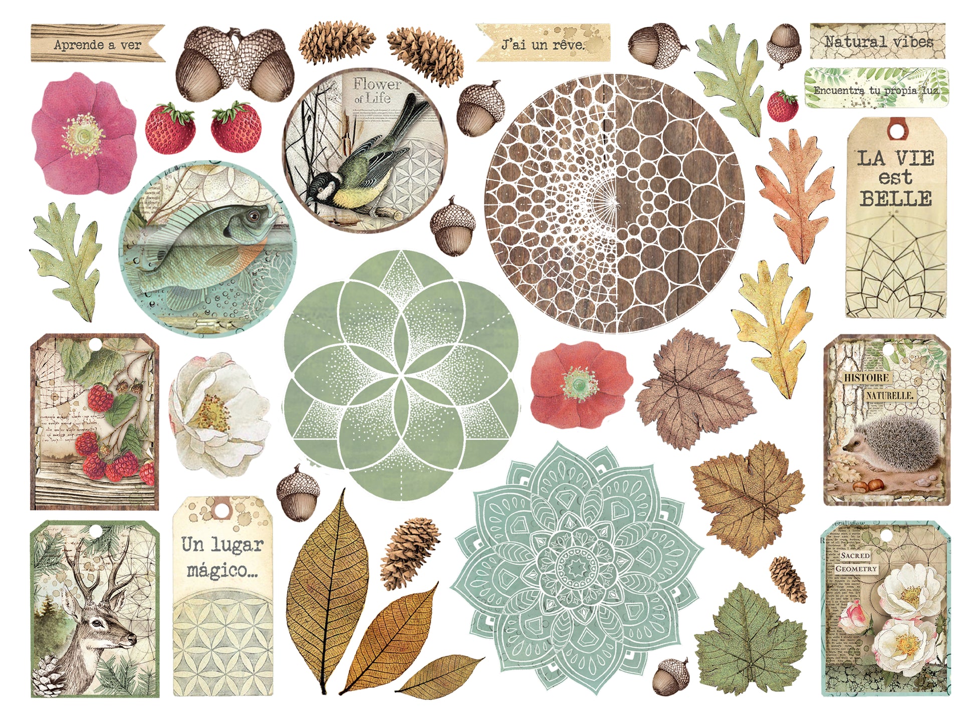 Stamperia Assorted Die Cuts - Forest