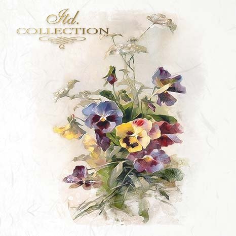 Colorful pansy flowers on a textured white background