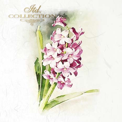 Illustration of pink flowers with green leaves on a light background