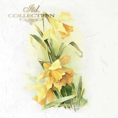 Yellow flowers on a white background 