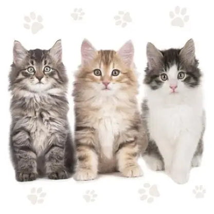 Decoupage Napkins 6.5" (2pcs)- Cats