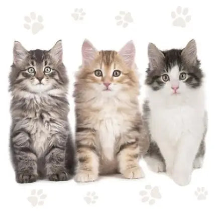 Decoupage Napkins 6.5" (2pcs)- Cats