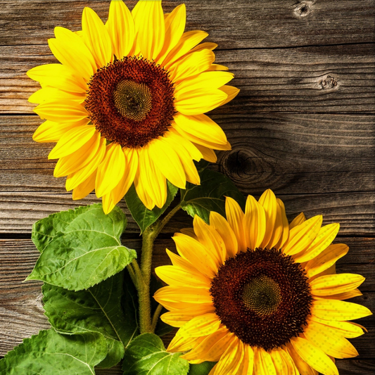 Decoupage Napkins 6.5" - Two Sunflowers