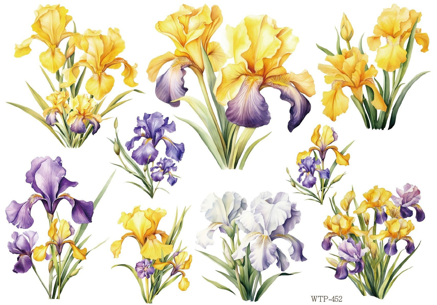 Wet Transfers A4- Irises