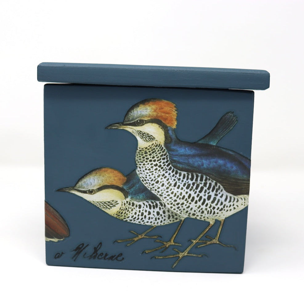 Ornithology Pine Box 