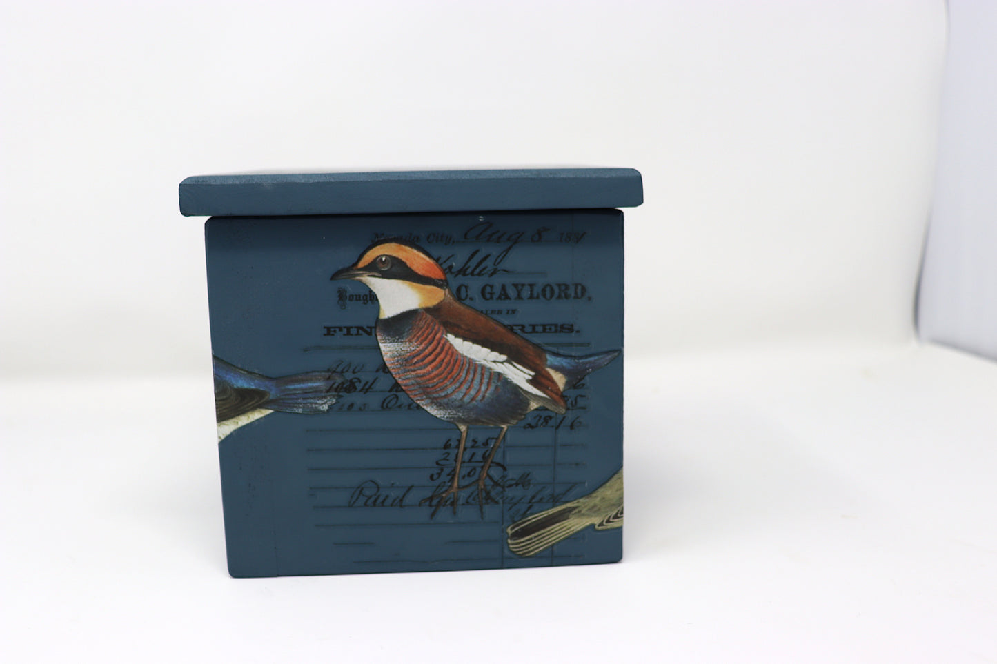 Ornithology Pine Box 