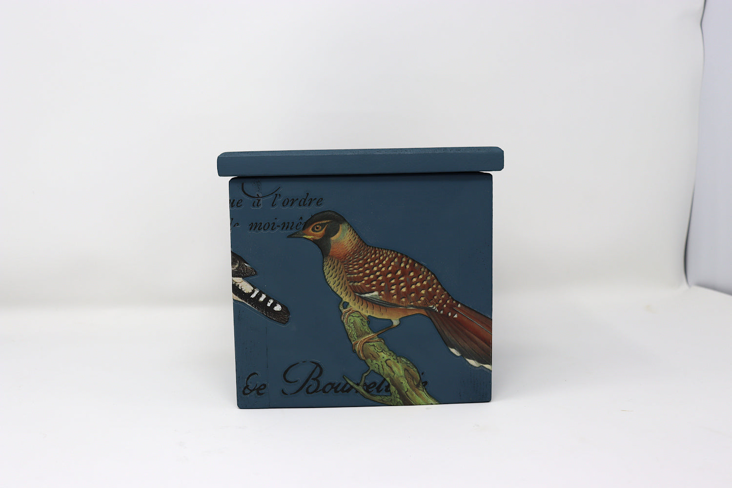 Ornithology Pine Box 