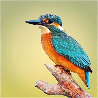 Decoupage Napkins 6.5" - Kingfisher
