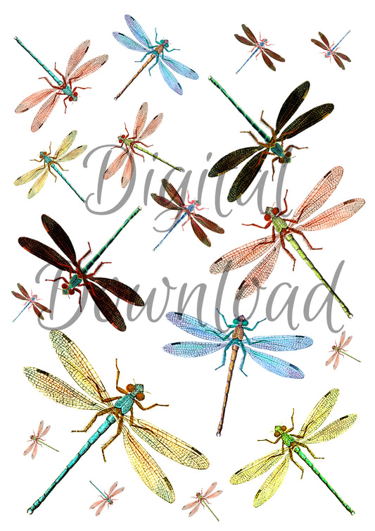 Ninny's Dragonflies Digital Download A4