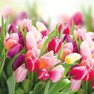 Decoupage Napkins 5" (2pcs)- Glorious Tulips