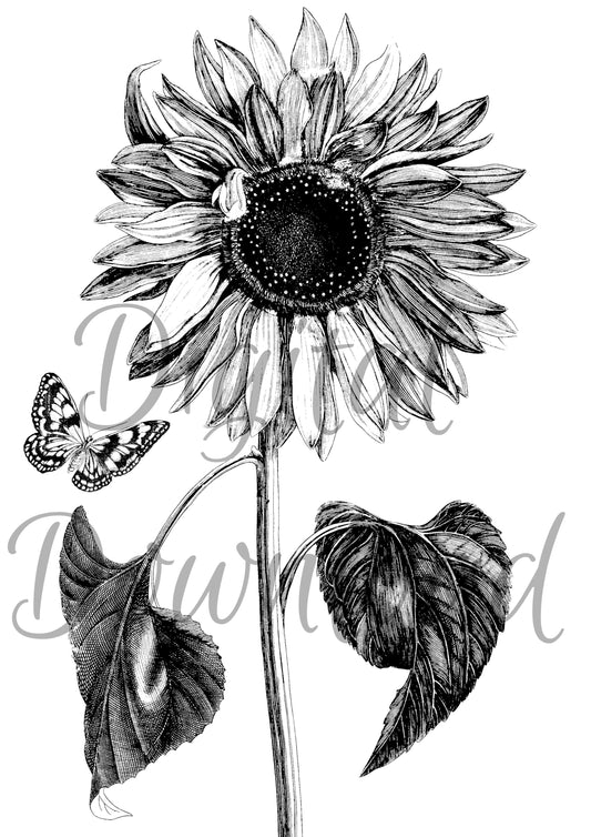 Ninny's Monochrome Sunflower Digital Download A4